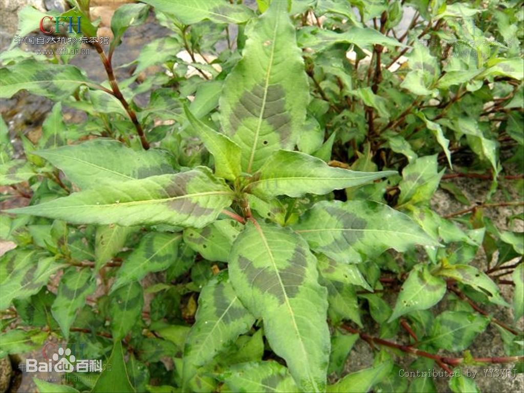 柳叶马鞭草" href="https://www.veer.com/photo/123177168?utm_source=baidu&utm_medium=imagesearch&chid=902