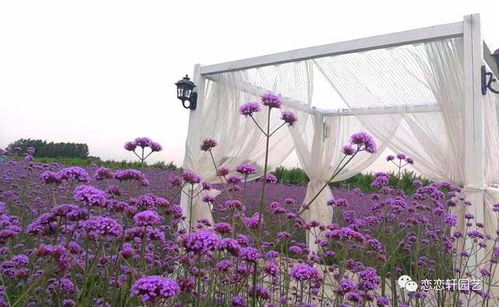全国最大柳叶马鞭草苗生产商 恋恋轩年产3000万
