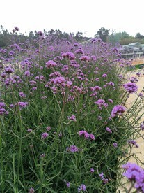 马鞭草花海图片大全,马鞭草花海设计素材,马鞭草花海模板下载,马鞭草花海图库