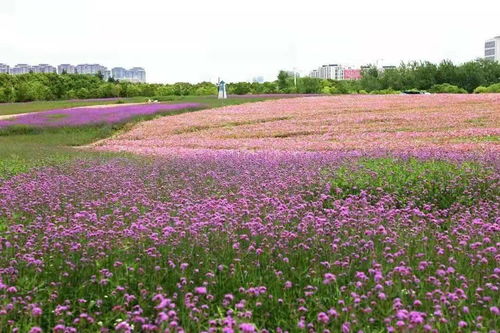 夏日探花丨柳叶马鞭草盛开 来申城的这些地方感受 紫色浪漫