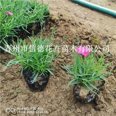 舟山市小叶扶芳藤工程苗供应商