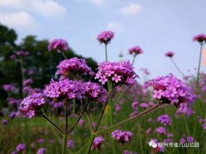 雀儿山公园夏季花海,浪漫来袭