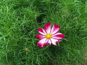 薰衣草庄园走进 菏泽