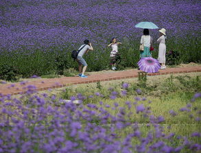 成都紫色花海 柳叶马鞭草 就在彭山凤鸣花谷景区