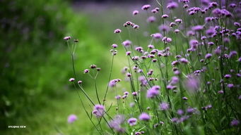 联洋又一赏花圣地来啦 5000平方米浪漫紫色花海,太惊艳了