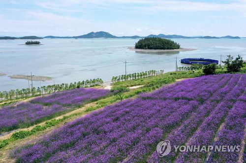韩国新安紫色岛马鞭草盛开