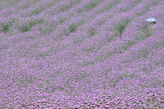柳叶马鞭草