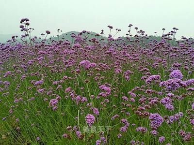 柳叶马鞭草