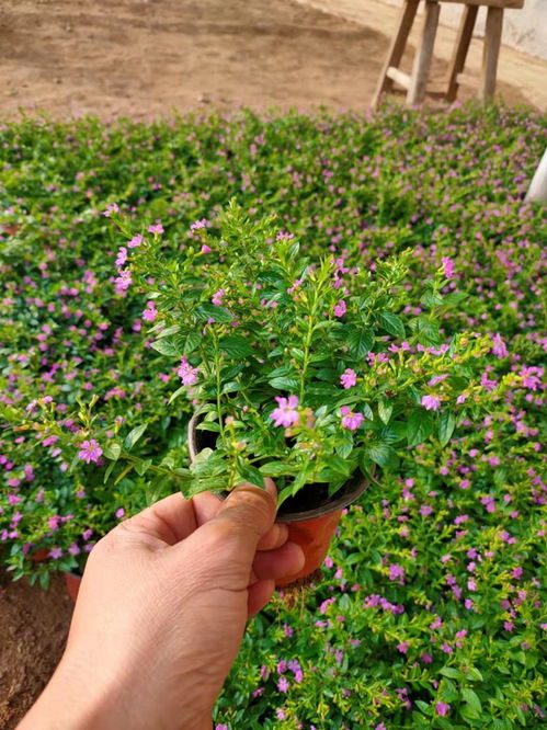 嘉峪关柳叶马鞭草大量供应