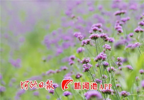 南丹农民 抱团 种出一片浪漫花海,最佳赏花期7月至8月中旬