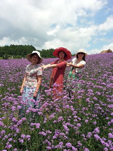 我和花儿有个约会 五 湖南凤凰县塘桥柳叶马鞭草