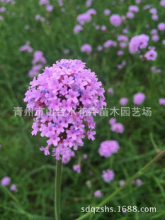 宿根花卉系列_产品展示第1页-青州市山合水花卉苗木园艺场