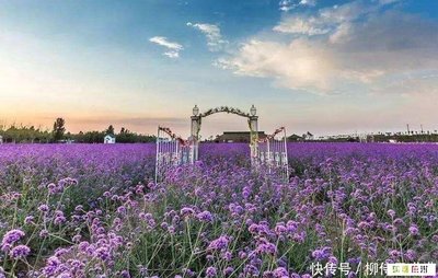 龙池生物:菏泽牡丹景点紫菏香草生态园