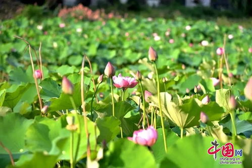 来成都金堂赏花品果 乐享悠闲自在
