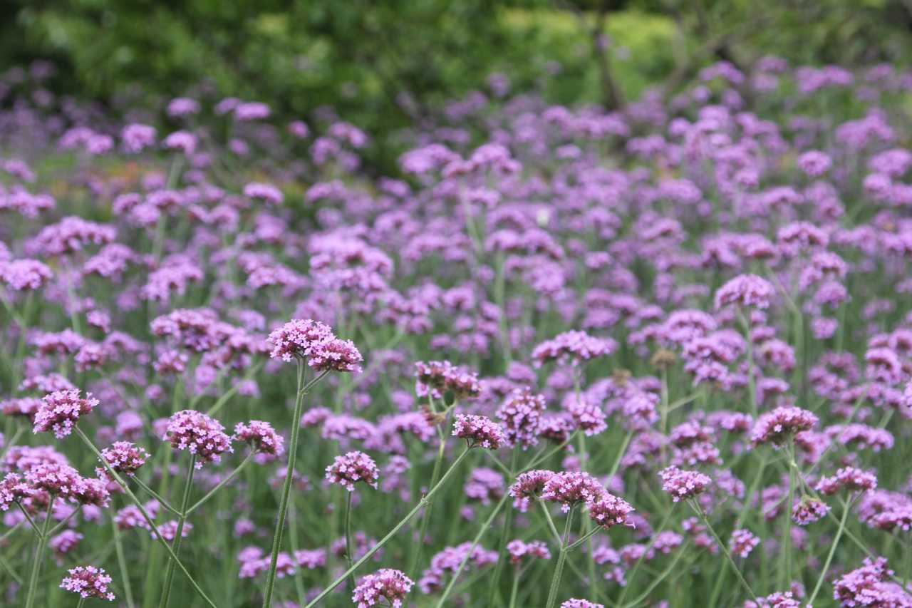 柳叶马鞭草花田