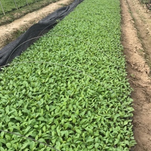 青州柳叶马鞭草种植