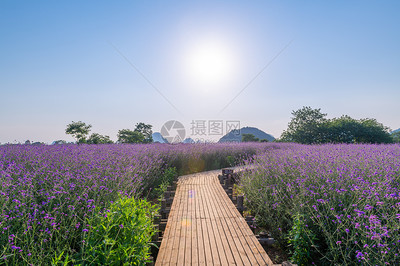 柳叶马鞭草
