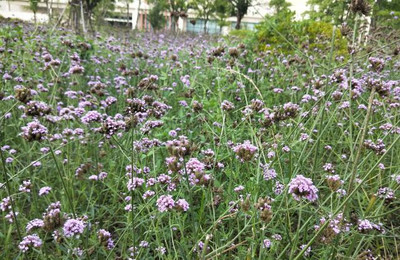 柳叶马鞭草,盛夏最后的浪漫