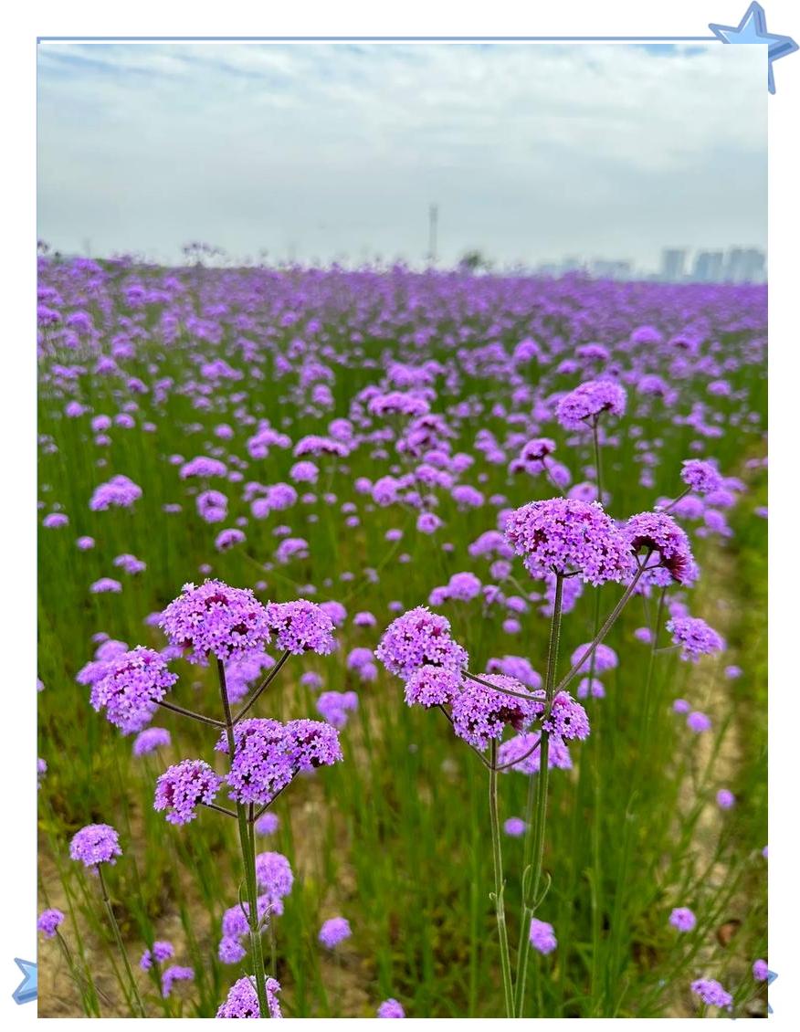 柳叶马鞭草:宿根花卉中的颜值担当 美遇花园农场常客