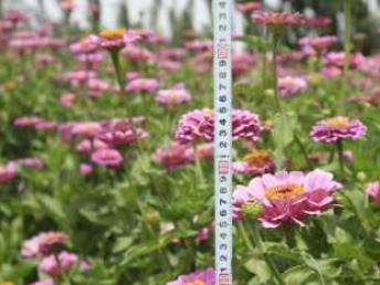 图 波斯菊百日草二月兰柳叶马鞭草金鸡菊野花组合花种子 深圳鲜花绿植