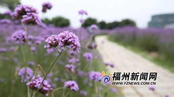 福州花海公园马鞭草盛开正艳 紫色花田成浪漫海洋