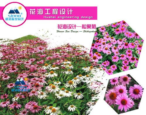 花海工程小苗