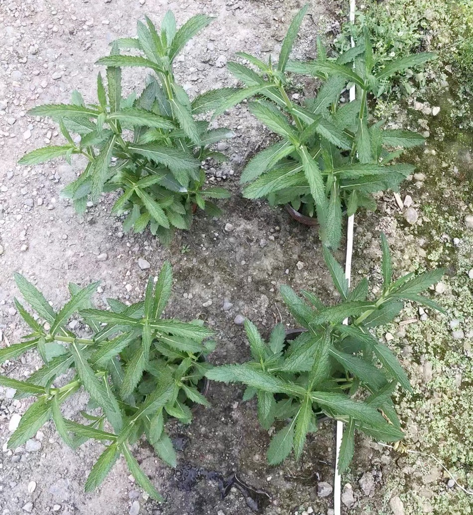 柳叶马鞭草盆栽 铁马鞭 蜻蜓草 燕尾草 园林绿化苗木 地被植物