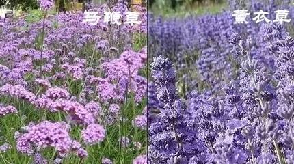 不收费!地铁公交就能到!这个6月,宁波的花海美爆了!