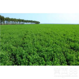 【晋城哪家比较好柳叶马鞭草花海种子】- 