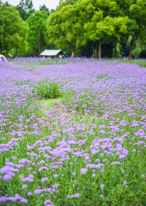 薰衣草平替 初夏盛开,公园绿地最近都是粉紫色