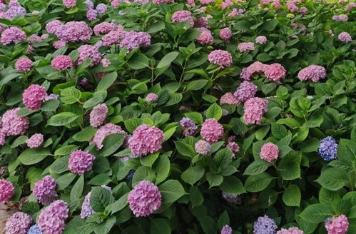 暑假,一起去环上公园邂逅花海秘境