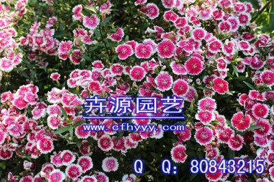 柳叶马鞭草种子公司,报价