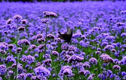 10月14日孝感金卉庄园一日游138元 人