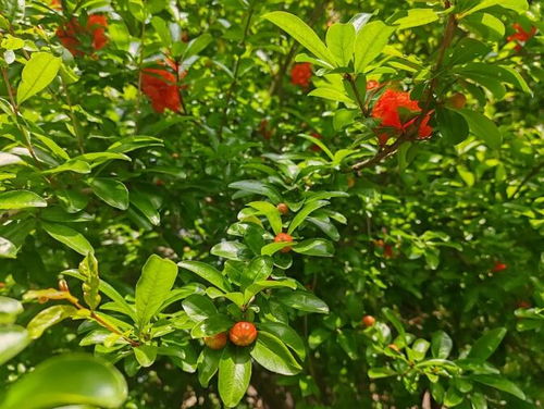 长宁这些地方藏有这么多的 初夏芬芳