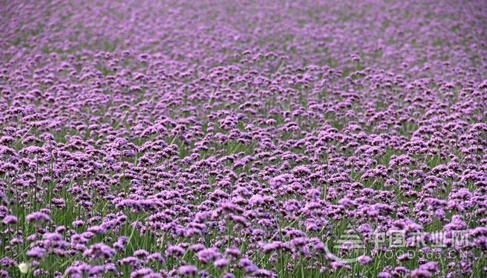 关于柳叶马鞭草的资料|柳叶马鞭草图片大全