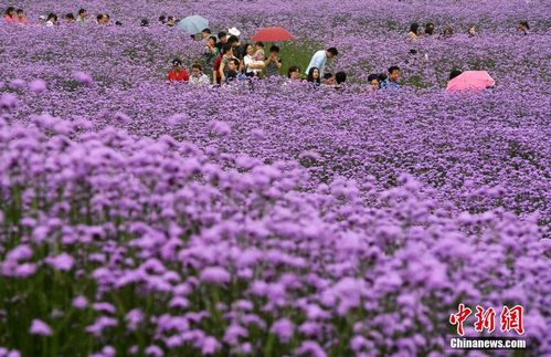 紫色花海 福州柳叶马鞭草盛开花色醉人