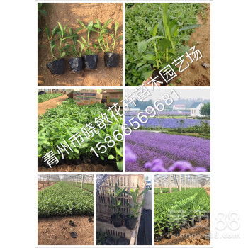 【马鞭草基地多头柳叶马鞭草批发花海景观小苗批发】- 