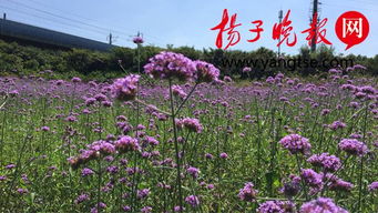 芙蓉艳色醉人心 荷花紫薇依旧艳