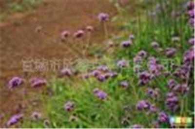 ★香草种苗★ 供应柳叶马鞭草种子种苗*观光花卉