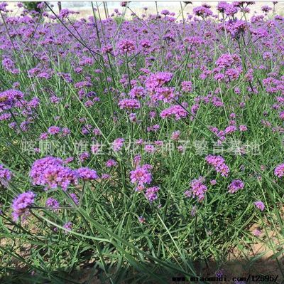 柳叶马鞭草种子 * 蓝色花海种 马鞭草 花海种子
