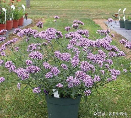 观赏性奇异的几种花卉,给阳光和温暖的环境就能常年开花