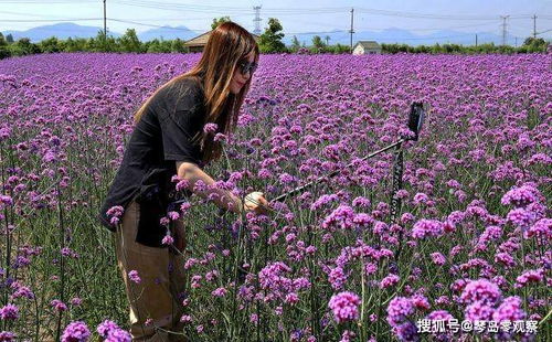 南京 柳叶马鞭草进入盛花期众多游客前来观赏