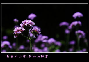 紫色的小花 柳叶马鞭草
