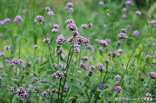 hi 你知道身边常见花木的名称吗