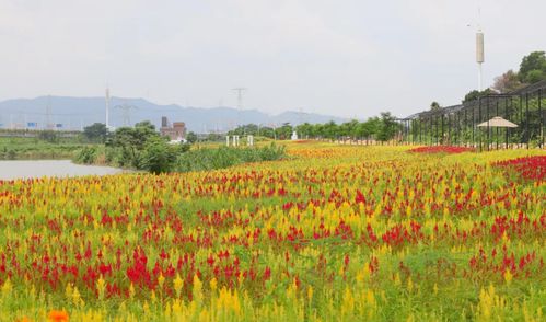靓爆 东莞这两个地方要火了 晒到变 黑炭 都想去...