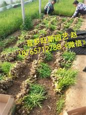 想买优质柳叶马鞭草,就到普罗旺斯花卉苗木 柳叶马鞭草供应