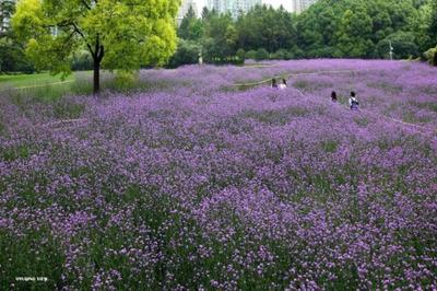 紫色花海!世纪公园柳叶马鞭草进入最佳观赏期