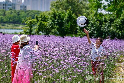 东西湖区径河公园超8万平米的柳叶马鞭草迎来最佳观赏期