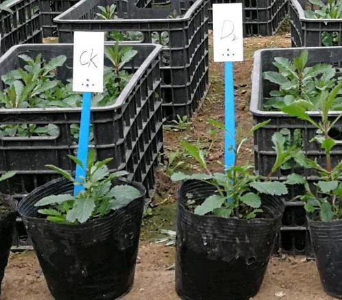 打造一片柳叶马鞭草花海,可不仅仅是撒播花种那么简单