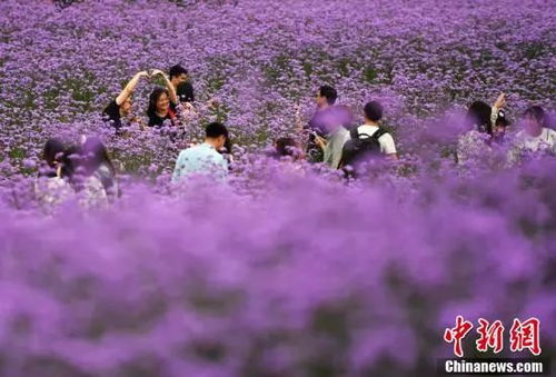 不止羊蹄甲,福州这些花也都开了 这份春季赏花攻略请收下